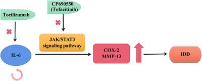 Innovative immune mechanisms and antioxidative therapies of intervertebral disc degeneration